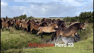 The Withypoole Herd 23 Exmoor Pony Gathering 2022 [upl. by Bernita]