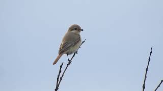 Daurische KlauwierDaurian Shrike NHDuinreservaat Heemskerk The Netherlands 30102024 [upl. by Annirok]