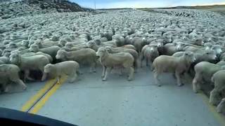 Increíble Piño de Ovejas en Carretera de Punta Arenas [upl. by Ognimod]