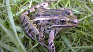 Northern Leopard frog callswmv [upl. by Iona640]