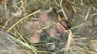 London the lionhead rabbit litter 5 days old 1124 [upl. by Unam]