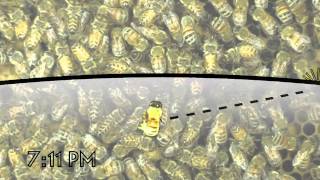 The Waggle Dance of the Honeybee [upl. by Jaret8]