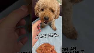 Dog Pretends to Eat But the Cookie Stays Whole One Pup’s OscarWorthy Performance shorts [upl. by Malorie522]