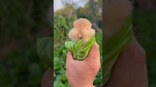 Good morning from rabbits animallover rabbit [upl. by Enairb]