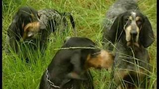 Chasse  Le lièvre aux chiens courants documentaire [upl. by Carrelli]