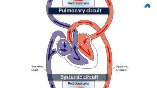 Basic Revision of the Cardiovascular System [upl. by Tjaden539]