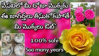 rose plant care in summer  rose plant growing tips in telugu [upl. by Habas]