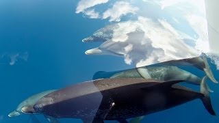 GoPro Cloudy With A Chance Of Dolphins [upl. by Ymot]