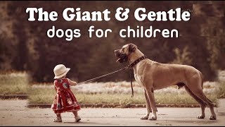 Top 10 Large Dogs for Children [upl. by Branham884]