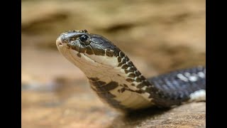 King Cobra and What to do if got bitten by one [upl. by Kcirdnekel]