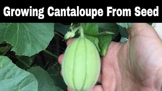 Growing Cantaloupes From Seed Episode 2 [upl. by Marder]