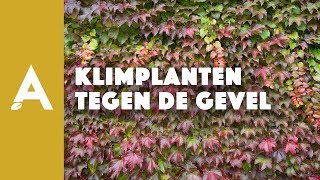 Klimplanten tegen de gevel  Een groener thuis 53 [upl. by Ingvar]