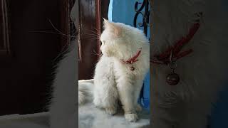 So Cute Persian Cat 🐈😺🐈😺🐈😺shorts snowbell cat catlover catvideos persian [upl. by Halet]