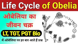 obelia ka jivan chakra  Life cycle of Obelia  Obelia ki life cycle  Life cycle of Obelia diagram [upl. by Giarla]