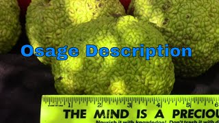 Osage Orange Health Benefits in Description Tree Fruit Maclura Pomifera Hedge Horse Apple [upl. by Eipper]