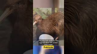 Kiwi Birds Egg Size will amaze you 🤯😱🥵 shorts facts [upl. by Biondo]