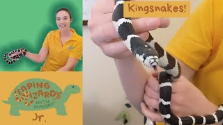 I am a kingsnake Leaping Lizards Jr Episode 2 [upl. by Hortensia]