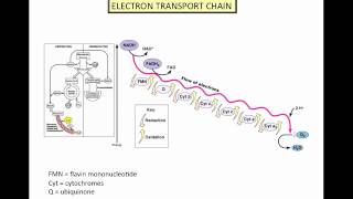 Microbial Metabolism  Part 2mp4 [upl. by Nilcaj]