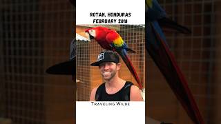 We Found ALL of These COOL Animals in Roatan Honduras roatan [upl. by Bedad]