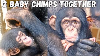 2 Adorable Baby Chimps Together Double The Cuteness [upl. by Nedra]