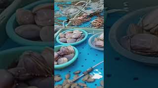 Sea food market hongkong shortvideo [upl. by Daza774]