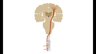 Diagnosing amyotrophic lateral sclerosis ALS [upl. by Ijic]