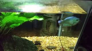 Dwarf Gouramis A Few Thoughts On My experience With Them [upl. by Alban]