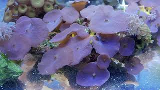 Flatworm eXit treatment in reef tank demo [upl. by Vladimir]