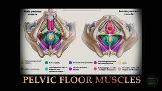 KEGELS  Pelvic Floor Muscles  Automated Workout Frequency [upl. by Haleigh]