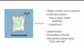 AS level D3 osmosis and cells Ms Cooper [upl. by Lawley]