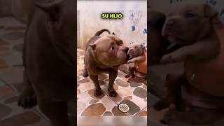 Así fue la Reacción de un Pitbull al Conocer a su Hijo por primera vez 🥺❤️ [upl. by Herb741]