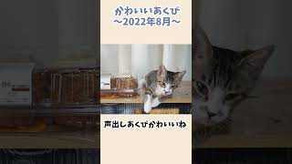 声を出しながらあくびする子猫 ～ゴマちゃん生後４か月 2022年8月～【リキちゃんねる 猫動画】 キジトラ 猫のいる暮らし 猫 あくび [upl. by Letnohc]