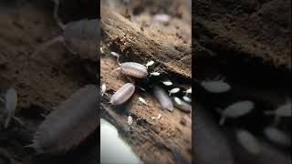 Springtail hitchhiking a ride on a dwarf white Isopod shorts [upl. by Samale]