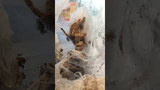 Heteroscodra maculata выход малышей в тере с самкой птицеед tarantula [upl. by Manwell382]