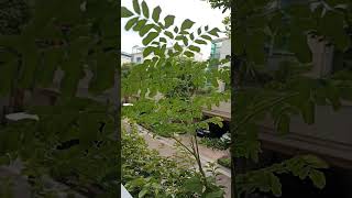 Moringa Plant [upl. by Bowen]