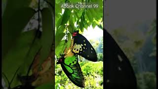 Ornithoptera priamus  common green birdwing BIRDWING BUTTERFLY [upl. by Padget784]