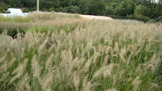 Pennisetum alopecuroides Hameln [upl. by Cathleen]