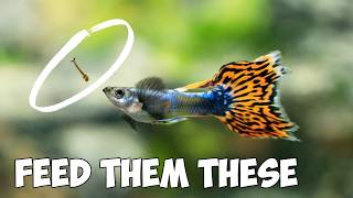 You Should Feed YOUR Guppies These 5 Foods [upl. by Tnecillim]