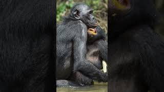 Bonobo FactBonobos are Great Apes not Monkey apes monkey animalsfacts [upl. by Blanche]