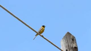 Αμπελουργός Emberiza melanocephala στον Ραμνούντα Αττικής [upl. by Malvino]