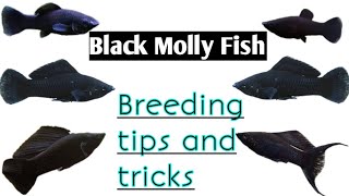 Molly fish breeding in tamil  Black Molly breeding tips and tricks [upl. by Ehsiom308]