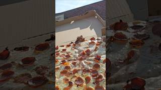 Papas Pizza Review Buffalo NY pizzashort pizzareview pizzashorts [upl. by Enyt618]