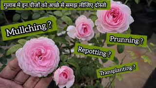 🔴गुलाब मे Mulching🌿prunning🌿Repotting🌿 transplanting  आज सब समझ लीजिए दोस्तो [upl. by Ayiotal]