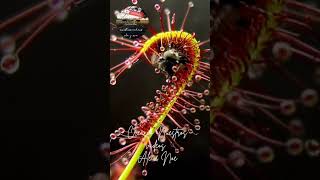 Planta Carnivora Drosera [upl. by Nref]