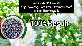 Best fertilizer for Jasmine plant  how to grow Jasmine plant in telugu [upl. by Hesketh]