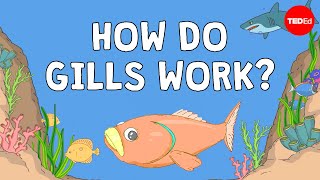 Why fish are better at breathing than you are  Dan Kwartler [upl. by Boyse61]