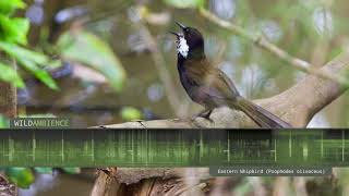 Eastern Whipbird  Calls and Sounds [upl. by Conover]