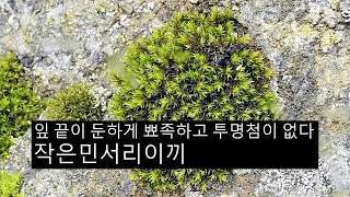 작은민서리이끼 Racomitrium fasciculare var Brachyphyllum card [upl. by Bridwell]