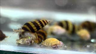 The Assassin snail Clea helenaSpecies Spotlight [upl. by Graniah]