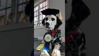 Did my dog PASS or FAIL his CGC test [upl. by Flita139]